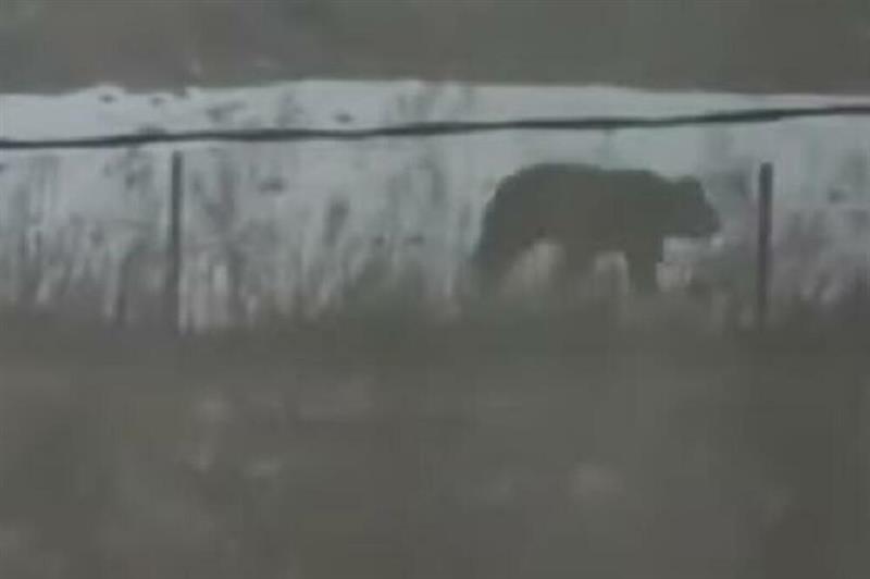 Видео: Мечка нападна жена во град во Русија