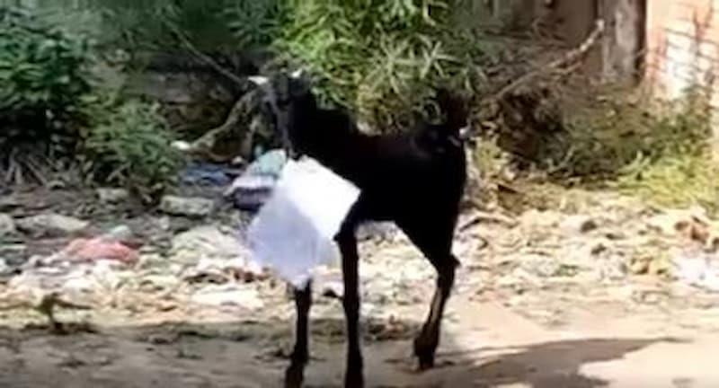 Видео: Коза украла документи од владина канцеларија во Индија