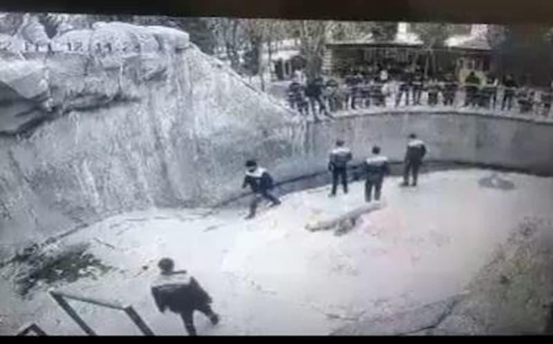 Вознемирувачко видео: Мајка во Узбекистан ја фрлила својата ќерка (3) во кафез со мечки