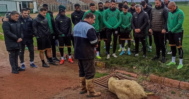 Бизарно: Турски клуб принесува овен како жртва за „да им тргне“ (ВИДЕО)