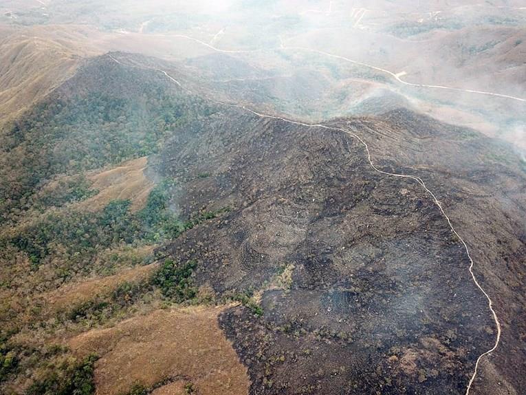 Во Амазонија се исечени рекорден број дрвја 
