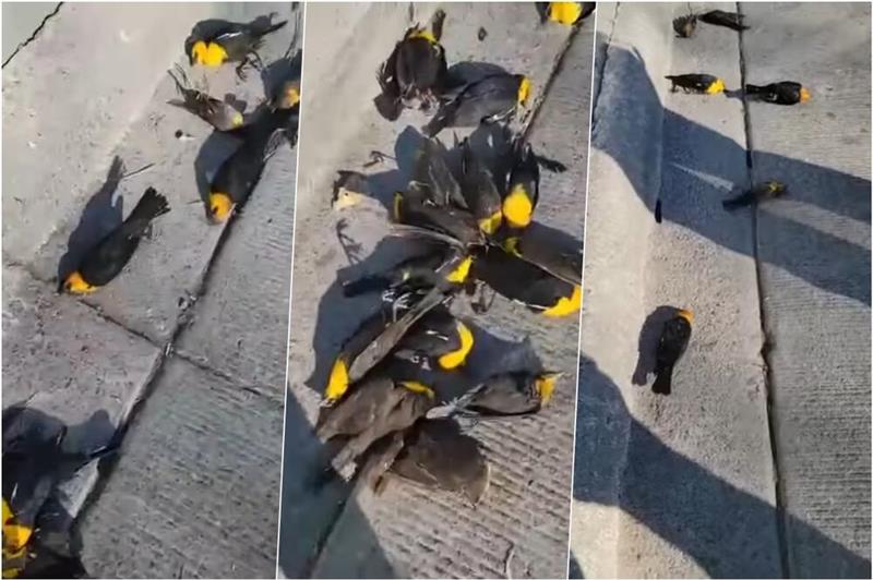 Птици паѓаат од небо во Мексико, не се знае причината (ВИДЕО)