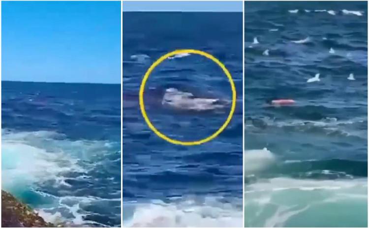 Видео: Во Сиднеј ајкула уби пливач, плажите затворени првпат по 60 години