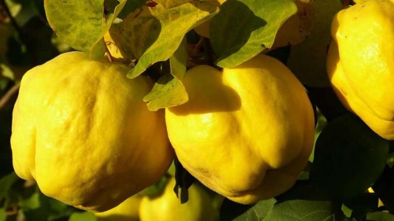 Најздраво овошје на светот: Лековити се и плодот, и семето и листот