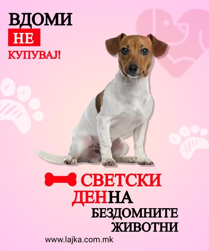 ЈП ЛАЈКА со своја кампања го одбележува 4 април - Светскиот ден на бездомните животни