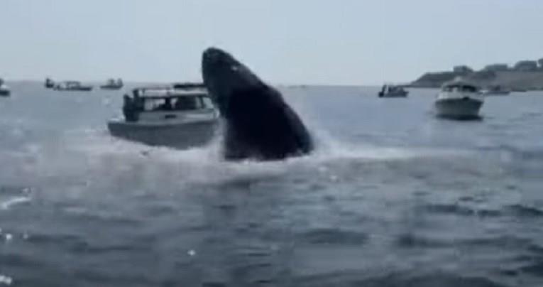 Кит исплива од морето и удри во брод во близина на брегот на Плимут (ВИДЕО)