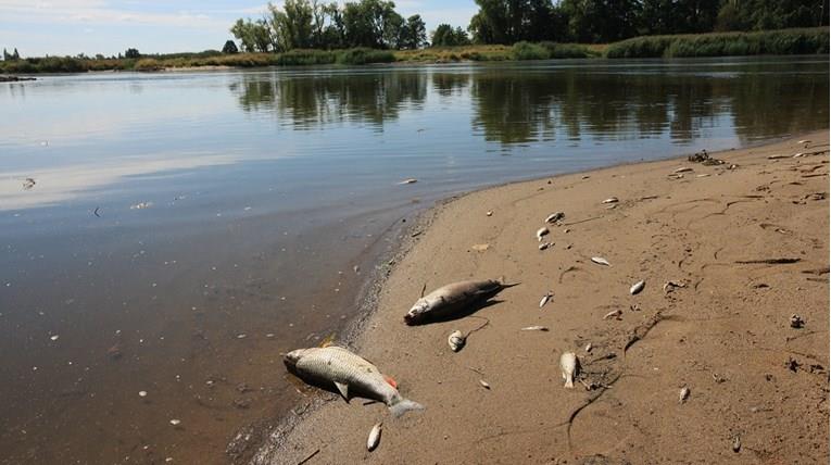Германија: Масовен помор, во водата на реката Одра пронајдена жива