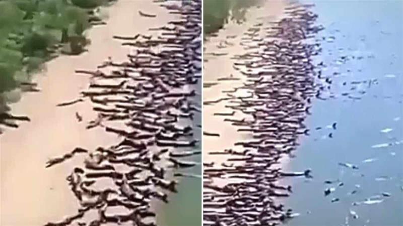 Илјадници крокодили наеднаш „нападнаа“ плажа во Бразил, населението во паника (ВИДЕО)