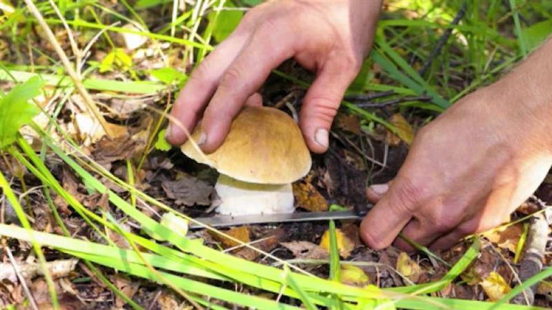 Жена во Србија починала од труење со печурки, купени на пазар 
