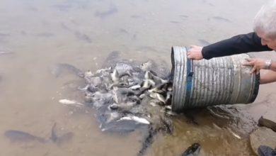 Дебарско Езеро збогатено со 420 килограми подмладок на крап