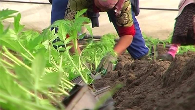 И жените земјоделки ќе можат да остваруваат право на платено породилно отсуство
