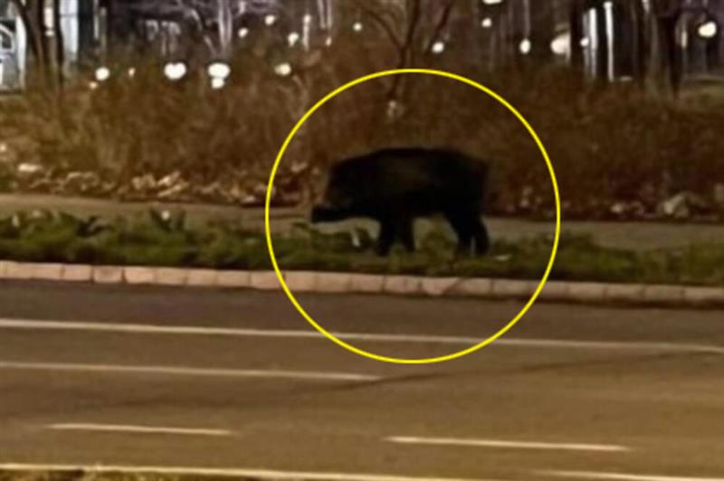 Драма во Белград: Дива свиња нападнала девојка 