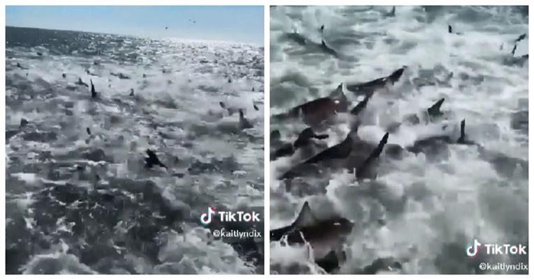 Огромен број ајкули се хранат околу рибарски брод, снимката е хит (ВИДЕО)