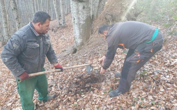 Локалитетите Пелистер и Вртушка засејани со елово семе