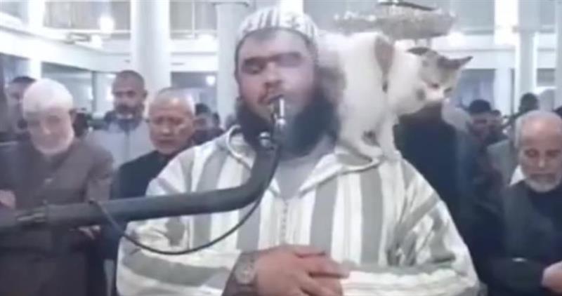 Мачка скокна врз имам среде рамазанска молитва, снимката е хит (ВИДЕО)