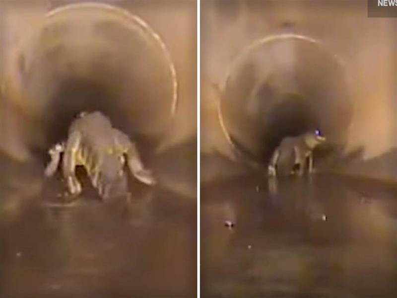 Алигатор забележан од робот камера во  канализационата мрежа во Флорида