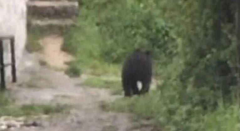 Мечка влегла во училишен двор во Сараево (ВИДЕО)