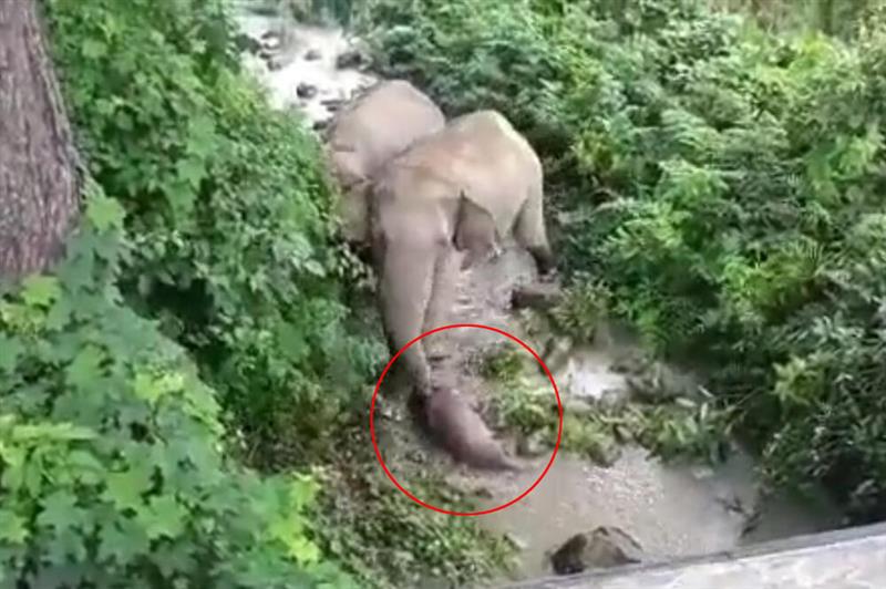 Слоница три дена не го остава своето мртво слонче- го влече со километри (ВИДЕО)