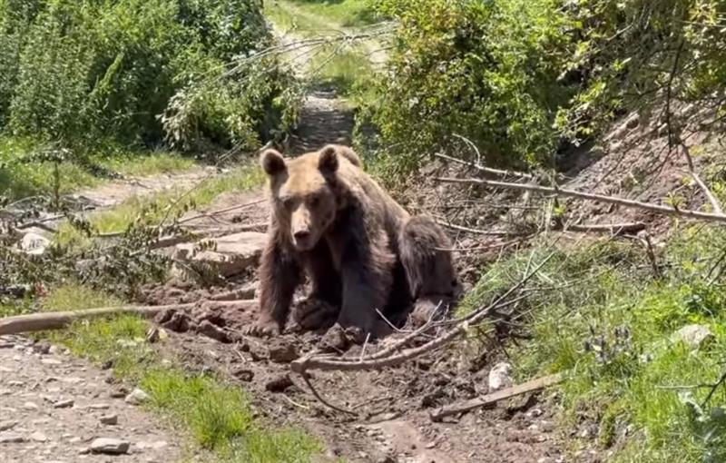 Видео: Мечок заглавен поради сајла на Шар Планина, стручни лица го успија и ослободија