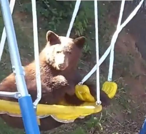 Мечка упаднала во двор среде бел ден! (видео)
