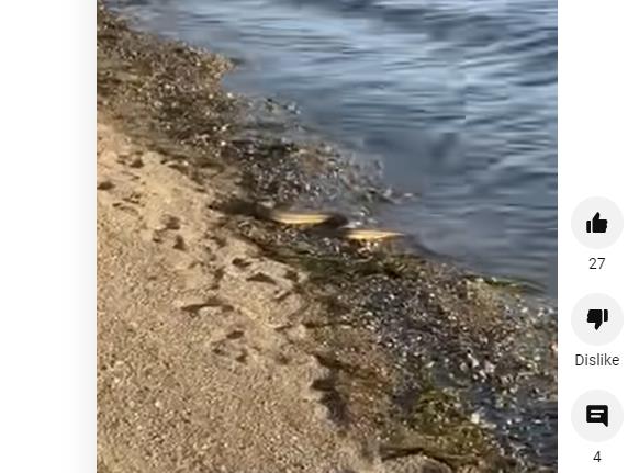 Видео: Змија излегува од морето на плажа во Евија 