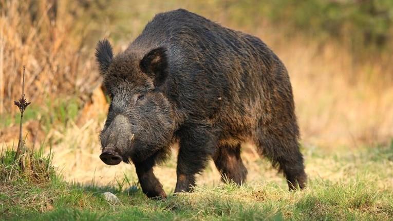 Дивите свињи во Германија се радиоактивни, научниците конечно откриле зошто