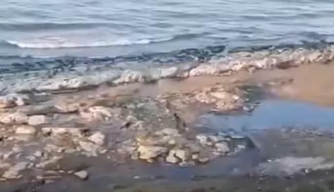 Глутница бесни кучиња бркаат момче по плажа и му ги гризат нозете (Вознемирувачко видео) 