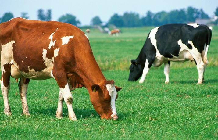 Холандска партија предлага намалување на сточниот фонд за 75%за пониски емисии на штетни гасови