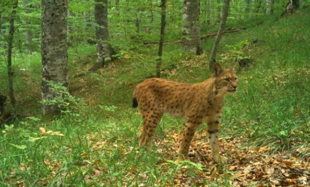Балканскиот рис во Европската Унија