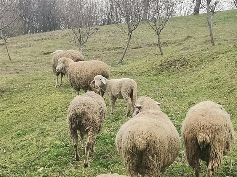 Овцата Доли – симбол на развојот на науката, но и на етичките дебати