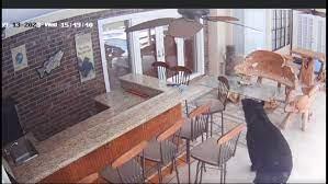 Огромна мечка на три нозе повторно упадна во куќа во Флорида (ВИДЕО)