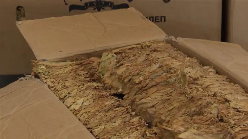 Македонскиот тутун се бара во светот, но нема кој да го работи