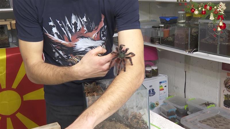 Стотина тарантули се секојдневната опсесија на скопјанецот Дарио Стојановски
