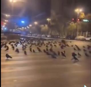 Видео: Чудно однесување на птиците пред силниот земјотрес во Јапонија