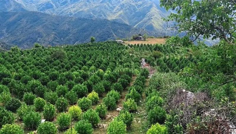 Албанската полиција лани запленила четири тони марихуана, а уништила над 293 илјади стебла