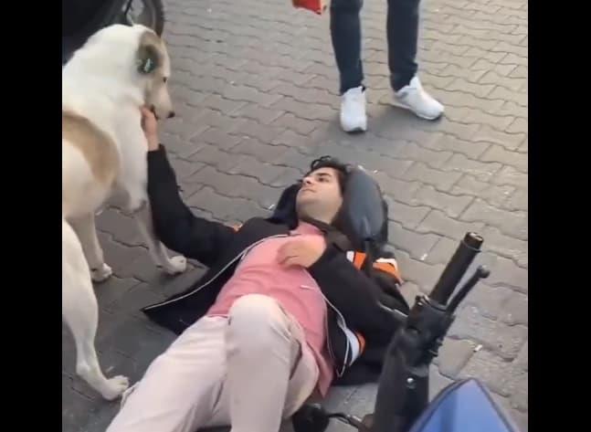 Куче-скитник чува жртва од сообраќајка додека пристигна Итната помош, снимката е хит (ВИДЕО)