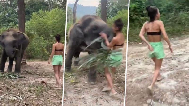 Сакала да се слика со слонче, па зажалила (ВИДЕО)
