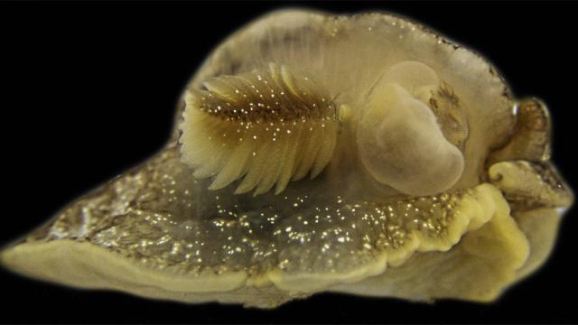 Досега непознато морско суштество откриено во британските води
