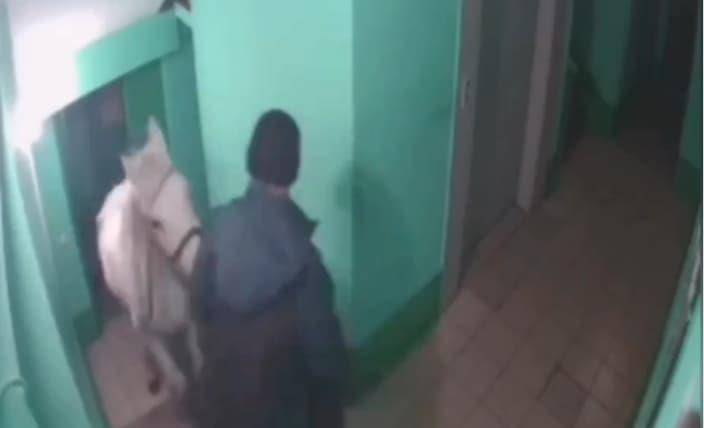 Русин сакал да се смири со сопругата- со коњ се искачил до петти кат на зграда (ВИДЕО)