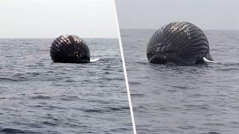 Рибари здогледале огромна црна топка во морето, се приближиле, па избегале од страв (ВИДЕО)