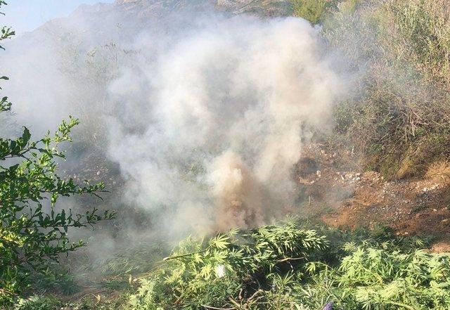 Албанската полиција уништи над 25 илјади стебла марихуана во атарот на Велипоја