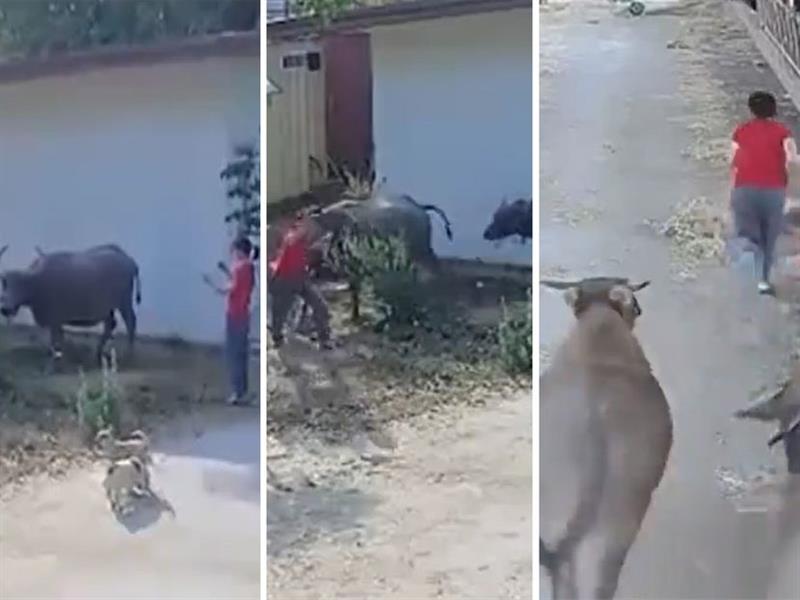 Девојка снимала бик, кој наеднаш збеснал (ВИДЕО)
