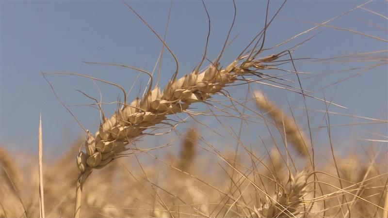 Земјоделците и годинава се жалат на ниски откупни цени на пеницата