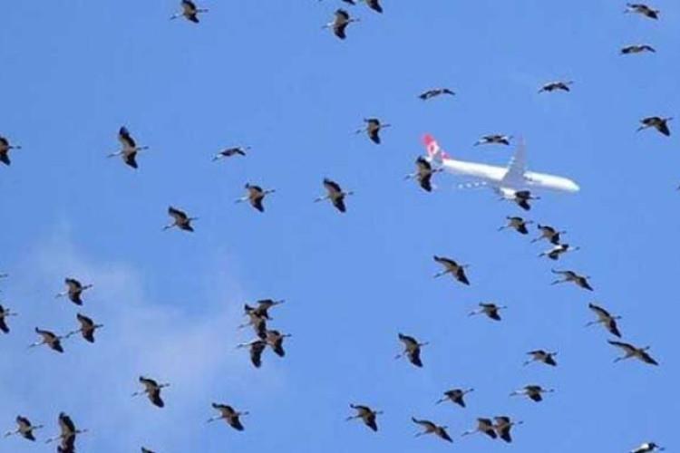 Преселбата на штркови создава проблеми на Аеродромот во Истанбул