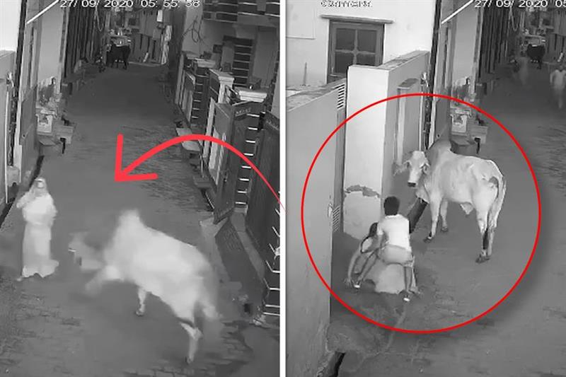 Момче- херој: Спасува бабичка од разбеснет бик (ВИДЕО)