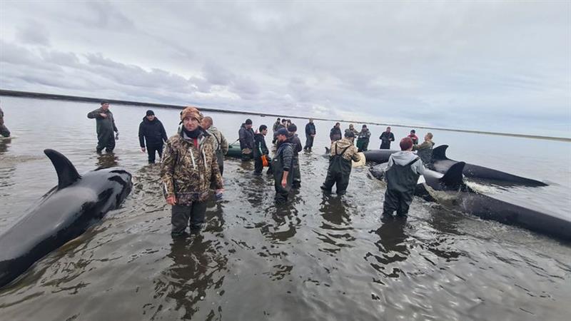 На Камчатка во тек е акција за спасување на кит- убиец, се чека плима (ВИДЕО)