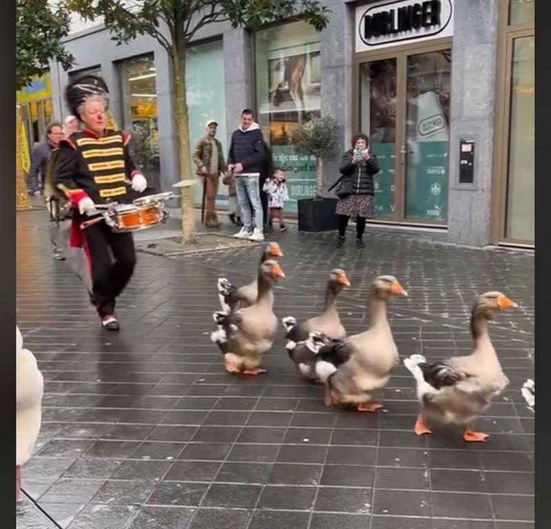 По улиците на град во Холандија дефилира парада од – гуски (ВИДЕО)