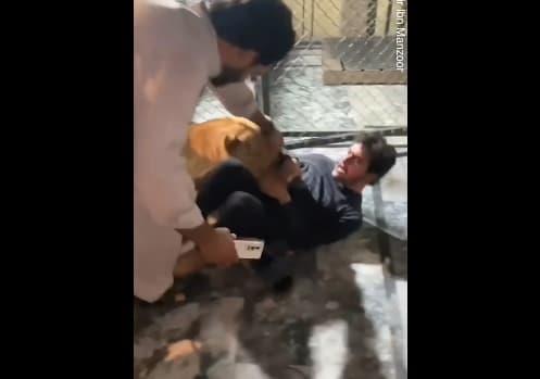 Сакал да направи селфи со лав, па горко се покајал (Вознемирувачко видео) 