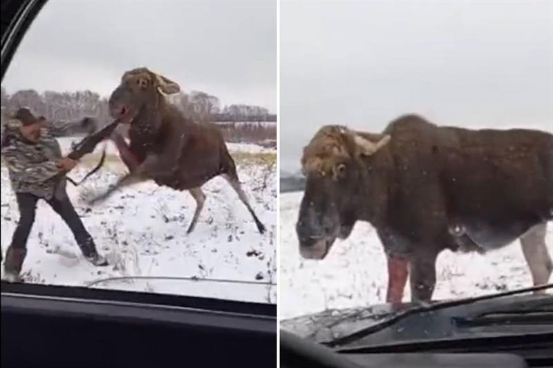 Ранет елен му се одмазди на ловецот, едвај извлече жива глава (ВИДЕО) 
