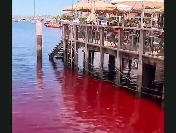 Црвена како крв е водата во пристаништето во Сиднеј- жителите се плашат од најлошото (ВИДЕО)